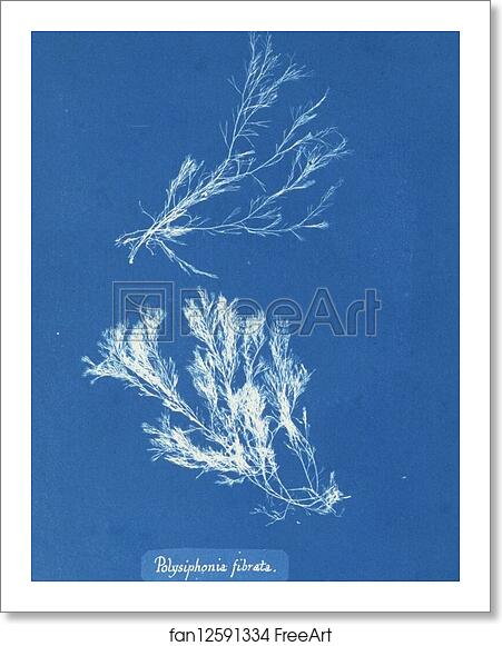Free art print of Polysiphonia fibrata by Anna Atkins Free art print of Polysiphonia fibrata by Anna Atkins