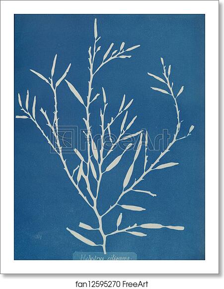 Free art print of Halydrys siliquosa by Anna Atkins Free art print of Halydrys siliquosa by Anna Atkins
