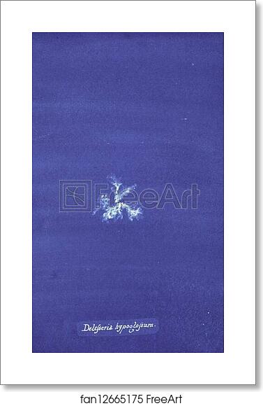 Free art print of Delesseria hypoglossum by Anna Atkins