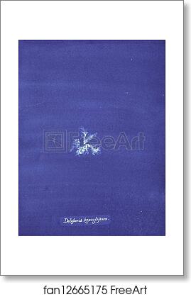 Free art print of Delesseria hypoglossum by Anna Atkins Free art print of Delesseria hypoglossum by Anna Atkins