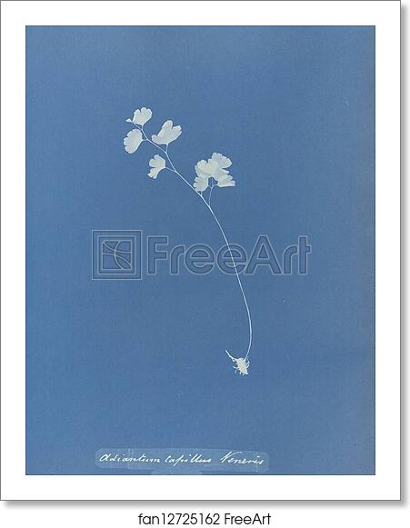 Free art print of Adiantum capillus veneris, British by Anna Atkins Free art print of Adiantum capillus veneris, British by Anna Atkins