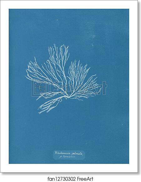 Free art print of Rhodomenia palmata β Sarniensis by Anna Atkins