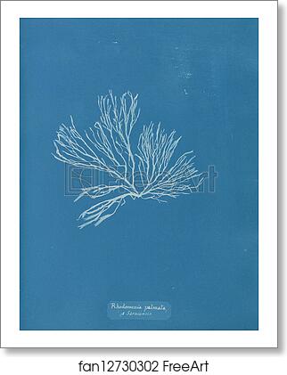 Free art print of Rhodomenia palmata β Sarniensis by Anna Atkins Free art print of Rhodomenia palmata β Sarniensis by Anna Atkins