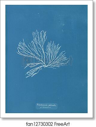 Free art print of Rhodomenia palmata β Sarniensis by Anna Atkins Free art print of Rhodomenia palmata β Sarniensis by Anna Atkins