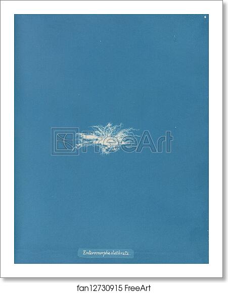 Free art print of Enteromorpha clathrata by Anna Atkins
