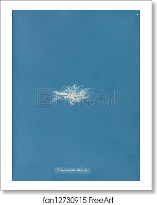 Free art print of Enteromorpha clathrata by Anna Atkins Free art print of Enteromorpha clathrata by Anna Atkins