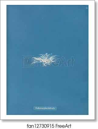 Free art print of Enteromorpha clathrata by Anna Atkins Free art print of Enteromorpha clathrata by Anna Atkins
