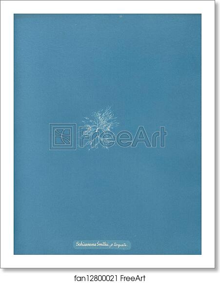 Free art print of Schizonema Smithii, ß torqata by Anna Atkins Free art print of Schizonema Smithii, ß torqata by Anna Atkins