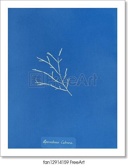 Free art print of Sporochnus Cabreræ by Anna Atkins