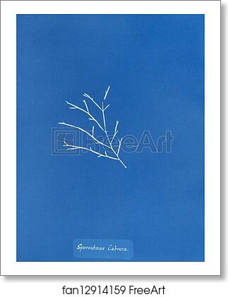 Free art print of Sporochnus Cabreræ by Anna Atkins Free art print of Sporochnus Cabreræ by Anna Atkins