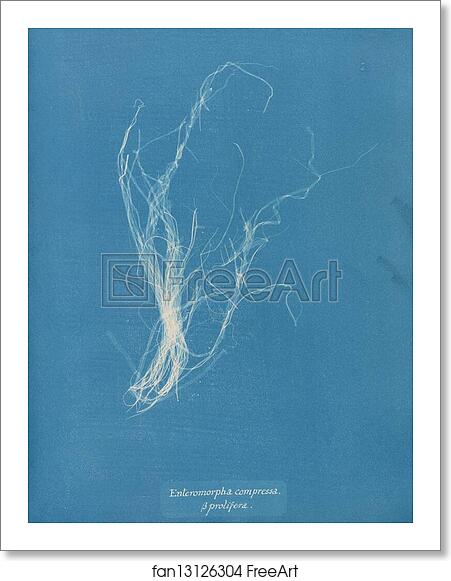 Free art print of Enteromorpha compressa β prolifera by Anna Atkins Free art print of Enteromorpha compressa β prolifera by Anna Atkins