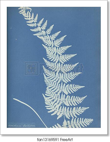 Free art print of Aspidium bulbiferum, Montreal by Anna Atkins Free art print of Aspidium bulbiferum, Montreal by Anna Atkins