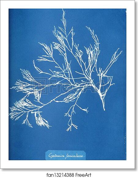 Free art print of Cystoseira foeniculacea by Anna Atkins Free art print of Cystoseira foeniculacea by Anna Atkins