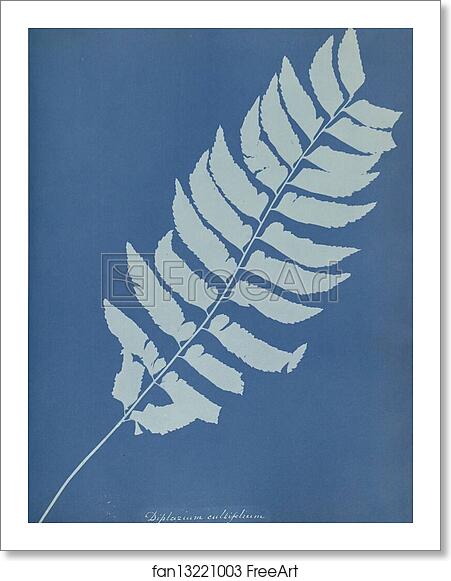 Free art print of Diplazium cultifolium by Anna Atkins Free art print of Diplazium cultifolium by Anna Atkins