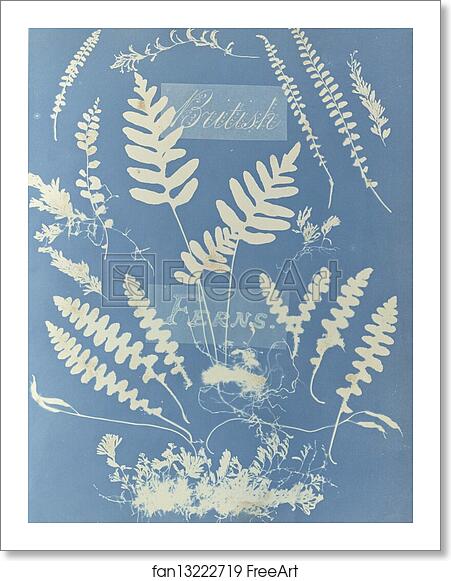 Free art print of British Ferns by Anna Atkins