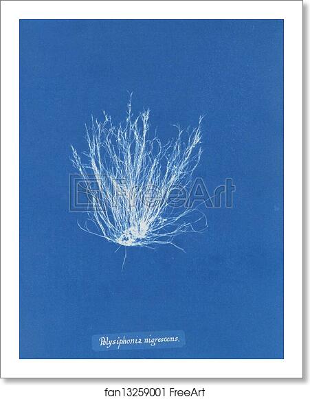 Free art print of Polysiphonia nigrescens by Anna Atkins