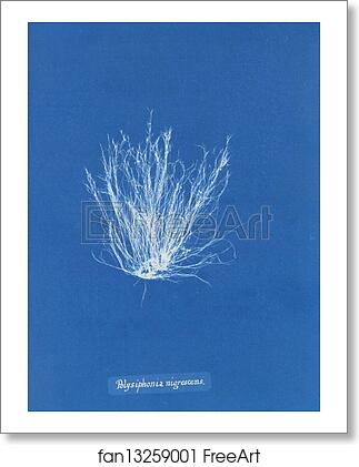 Free art print of Polysiphonia nigrescens by Anna Atkins Free art print of Polysiphonia nigrescens by Anna Atkins