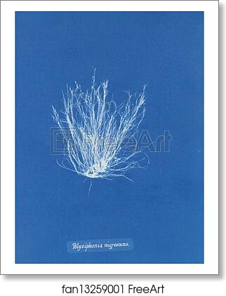 Free art print of Polysiphonia nigrescens by Anna Atkins Free art print of Polysiphonia nigrescens by Anna Atkins