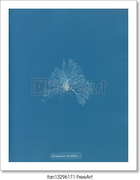 Free art print of Ceramium strictum by Anna Atkins Free art print of Ceramium strictum by Anna Atkins