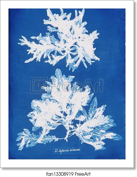 Free art print of Delesseria sinuosa by Anna Atkins Free art print of Delesseria sinuosa by Anna Atkins