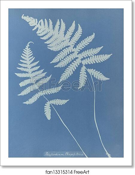 Free art print of Polypodium phegopteris, British by Anna Atkins