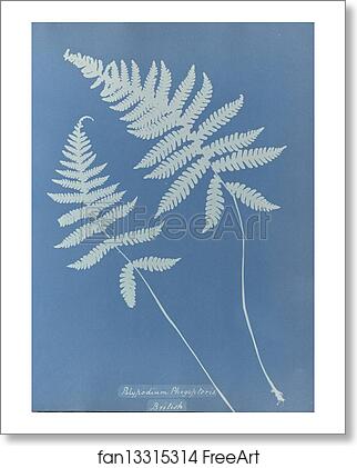 Free art print of Polypodium phegopteris, British by Anna Atkins Free art print of Polypodium phegopteris, British by Anna Atkins