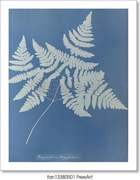 Free art print of Polypodium dryopteris, British by Anna Atkins