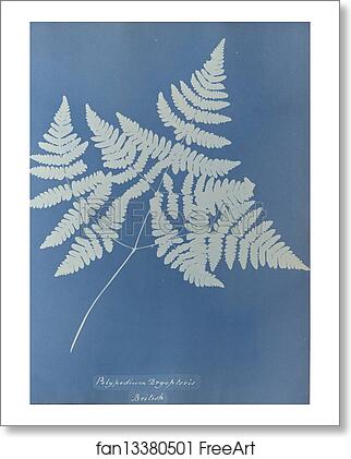 Free art print of Polypodium dryopteris, British by Anna Atkins Free art print of Polypodium dryopteris, British by Anna Atkins