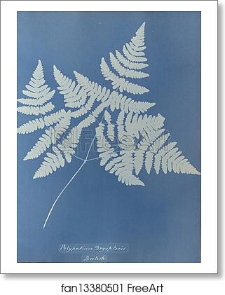 Free art print of Polypodium dryopteris, British by Anna Atkins Free art print of Polypodium dryopteris, British by Anna Atkins