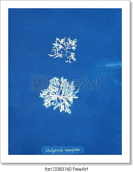 Free art print of Delesseria ruscifolia by Anna Atkins Free art print of Delesseria ruscifolia by Anna Atkins