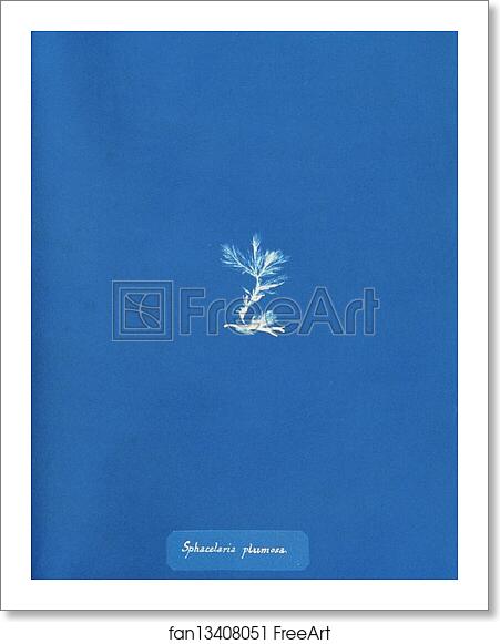 Free art print of Sphacelaria plumosa by Anna Atkins Free art print of Sphacelaria plumosa by Anna Atkins