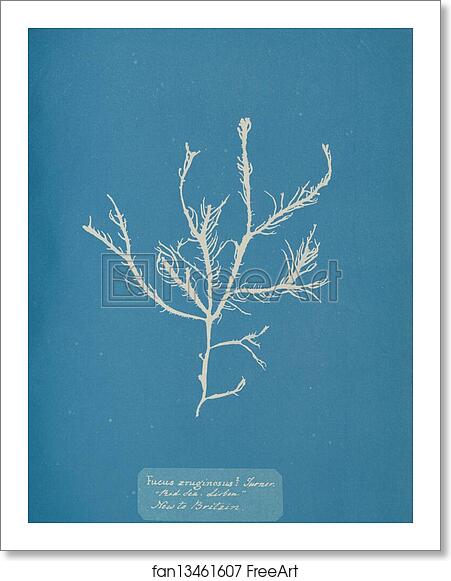 Free art print of Fucus æruginosus Turner. "Med. Sea Sisbon" New to Britain. by Anna Atkins Free art print of Fucus æruginosus Turner. "Med. Sea Sisbon" New to Britain. by Anna Atkins