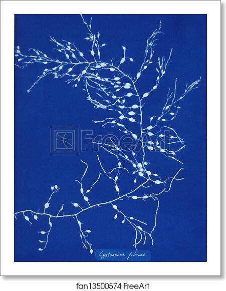 Free art print of Cystoseira fibrosa by Anna Atkins