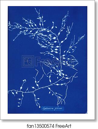 Free art print of Cystoseira fibrosa by Anna Atkins Free art print of Cystoseira fibrosa by Anna Atkins