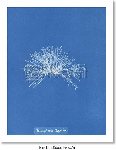 Free art print of Polysiphonia thuyoides by Anna Atkins Free art print of Polysiphonia thuyoides by Anna Atkins