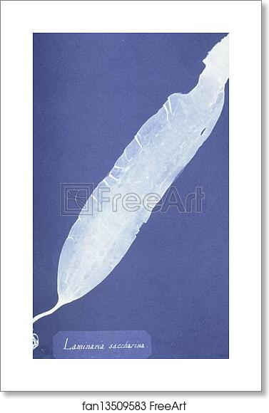 Free art print of Laminaria saccharina by Anna Atkins Free art print of Laminaria saccharina by Anna Atkins