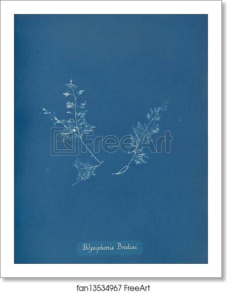 Free art print of Polysiphonia Brodiaei [Part X] by Anna Atkins