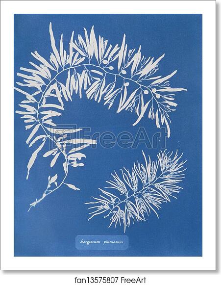 Free art print of Sargassum plumosum by Anna Atkins
