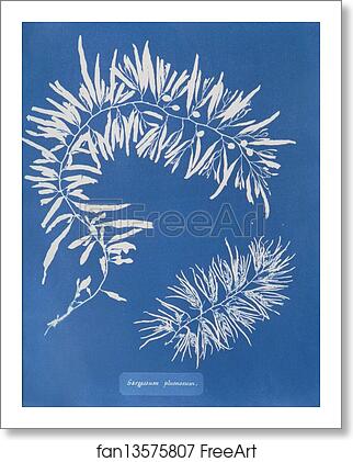 Free art print of Sargassum plumosum by Anna Atkins Free art print of Sargassum plumosum by Anna Atkins