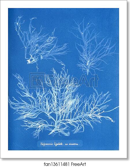 Free art print of Halymenia ligulata var. dichotoma by Anna Atkins