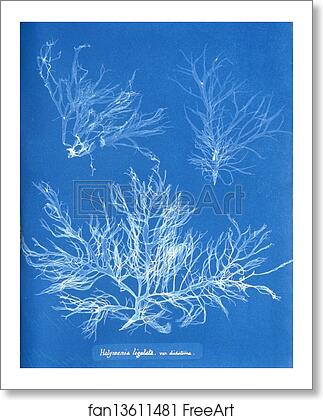 Free art print of Halymenia ligulata var. dichotoma by Anna Atkins Free art print of Halymenia ligulata var. dichotoma by Anna Atkins