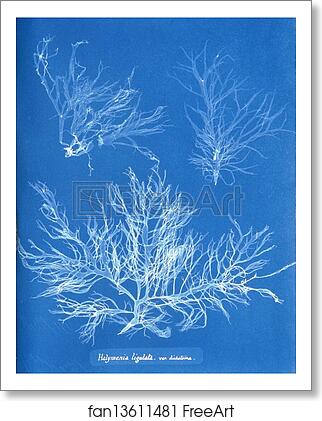 Free art print of Halymenia ligulata var. dichotoma by Anna Atkins Free art print of Halymenia ligulata var. dichotoma by Anna Atkins