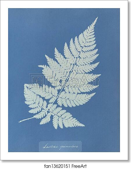 Free art print of Lastrea spinulosa by Anna Atkins Free art print of Lastrea spinulosa by Anna Atkins