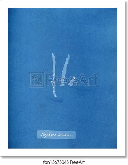 Free art print of Porphyra linearis by Anna Atkins