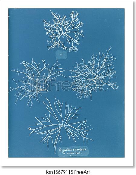 Free art print of Gigartina acicularis, a. in fine fruit by Anna Atkins