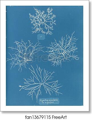 Free art print of Gigartina acicularis, a. in fine fruit by Anna Atkins Free art print of Gigartina acicularis, a. in fine fruit by Anna Atkins