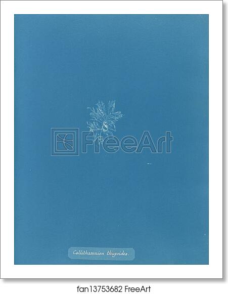 Free art print of Callithamnion thuyioides by Anna Atkins Free art print of Callithamnion thuyioides by Anna Atkins