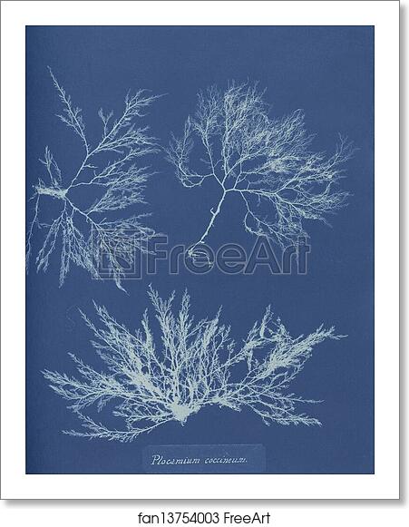 Free art print of Plocamium coccineum by Anna Atkins Free art print of Plocamium coccineum by Anna Atkins