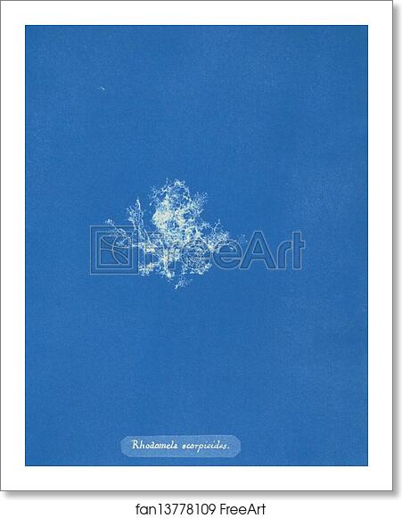 Free art print of Rhodomela scorpioides by Anna Atkins