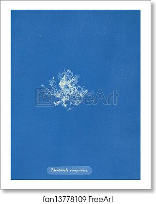 Free art print of Rhodomela scorpioides by Anna Atkins Free art print of Rhodomela scorpioides by Anna Atkins